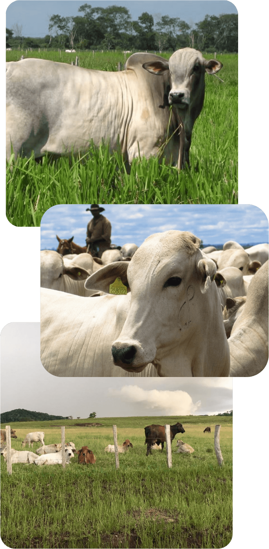 Empireo Livestock