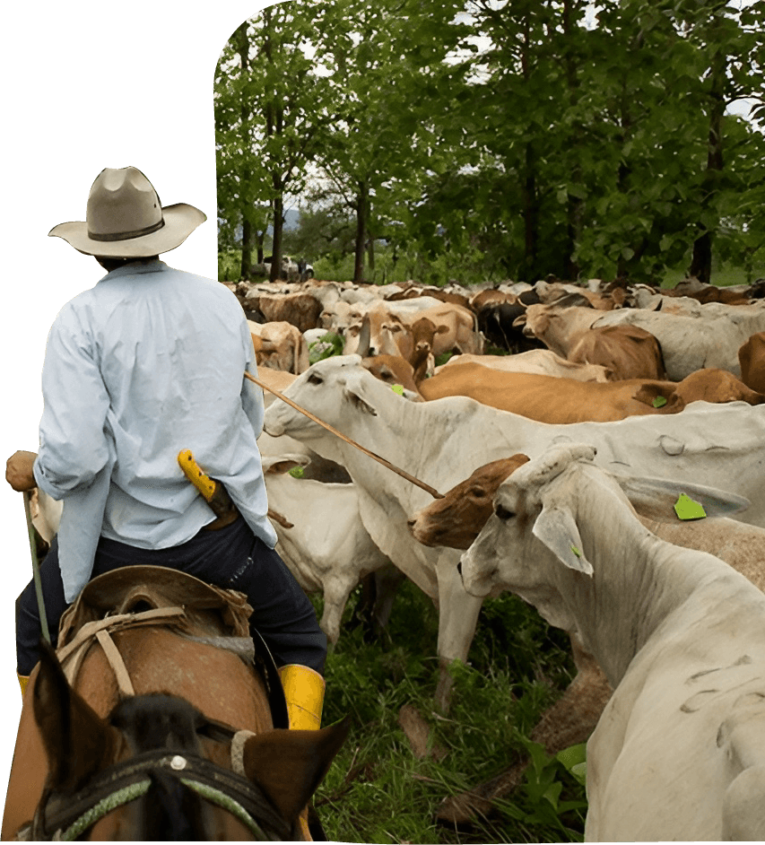 Empireo vaquero 2