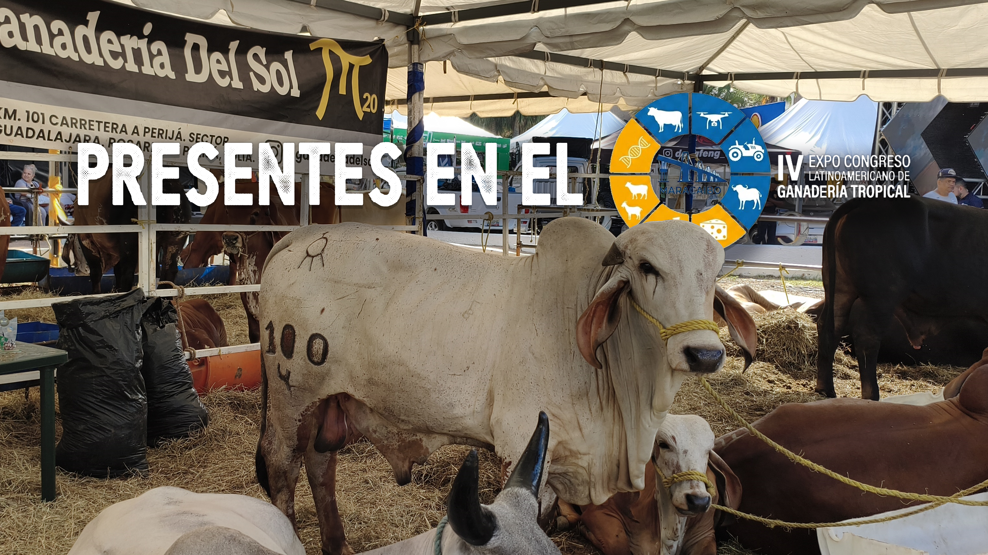 Bajo el sol zuliano: presentes en la IV Expo Congreso de Ganadería Tropical